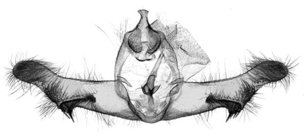 /filer/webapps/moths/media/images/A/africana_Thiodia_GMHT_Trematerra.jpg