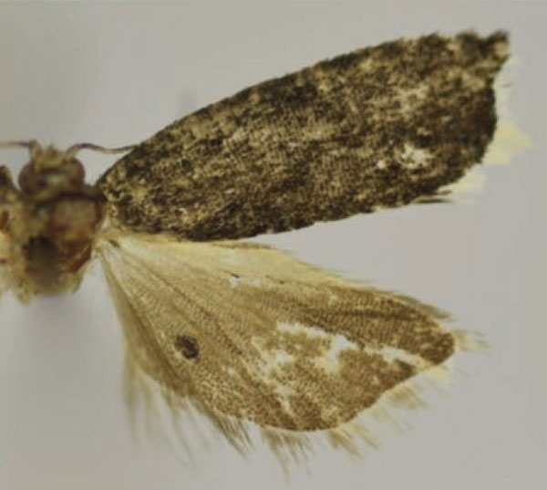 /filer/webapps/moths/media/images/A/africana_Thiodia_HT_Trematerra.jpg