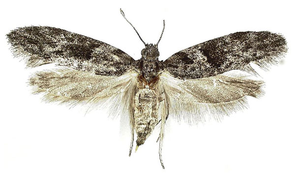 /filer/webapps/moths/media/images/A/africana_Wockia_HT_MGCL.jpg