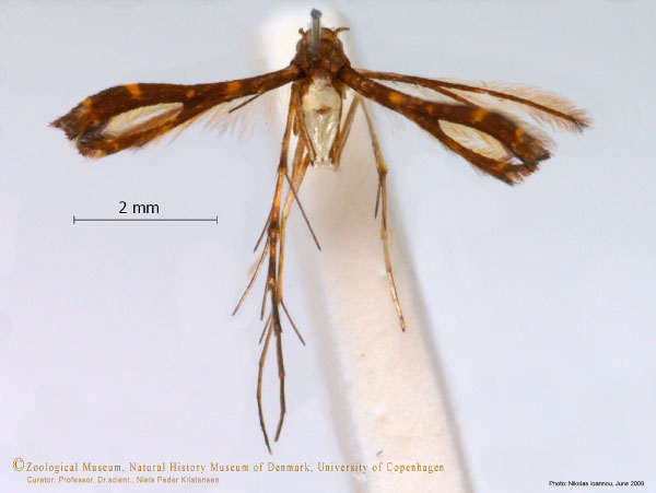 /filer/webapps/moths/media/images/A/africana_Xyroptila_A_ZMUC.jpg