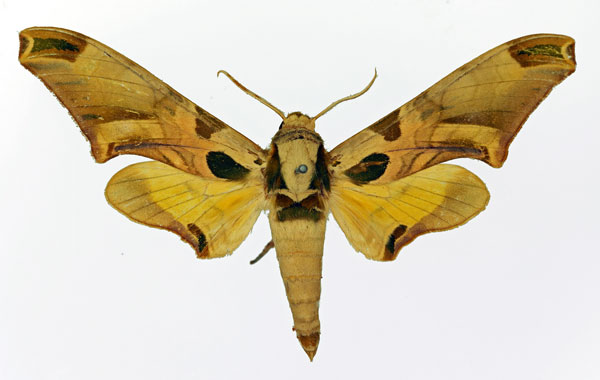 /filer/webapps/moths/media/images/A/africanus_Batocnema_AM_Basquin.jpg