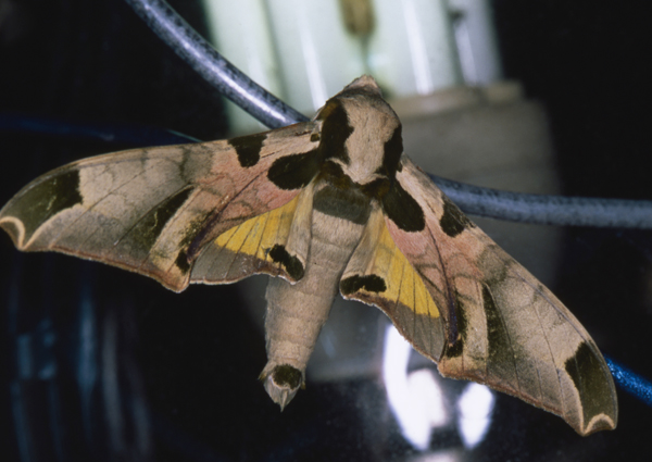/filer/webapps/moths/media/images/A/africanus_Batocnema_A_Roland_01.jpg