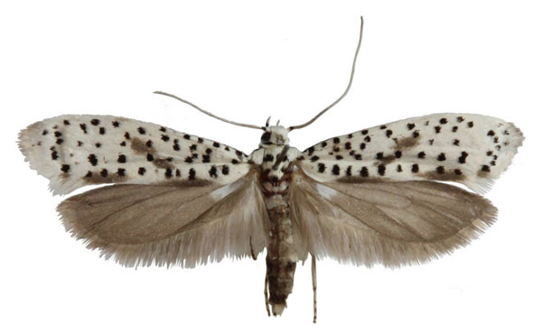/filer/webapps/moths/media/images/A/africanus_Yponomeuta_AF_Agassiz.jpg