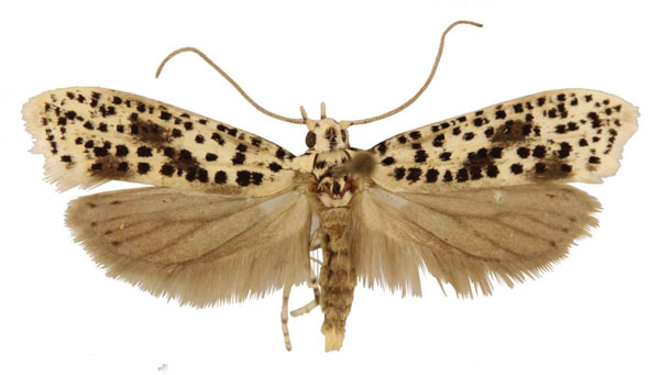 /filer/webapps/moths/media/images/A/africanus_Yponomeuta_AM_TMSA.jpg