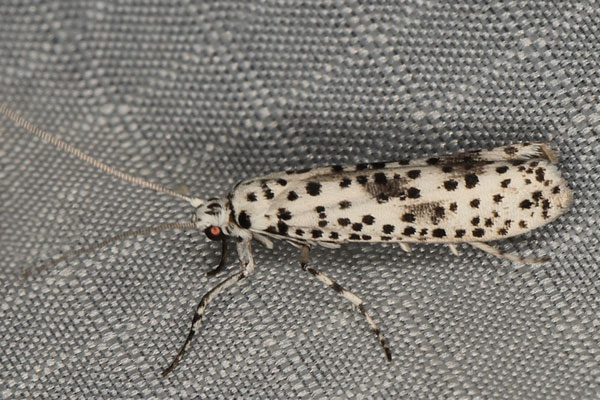 /filer/webapps/moths/media/images/A/africanus_Yponomeuta_A_Heynsa.jpg