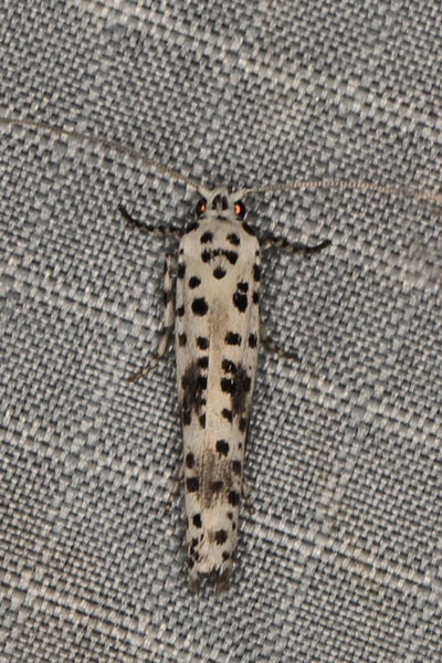 /filer/webapps/moths/media/images/A/africanus_Yponomeuta_A_Heynsb.jpg