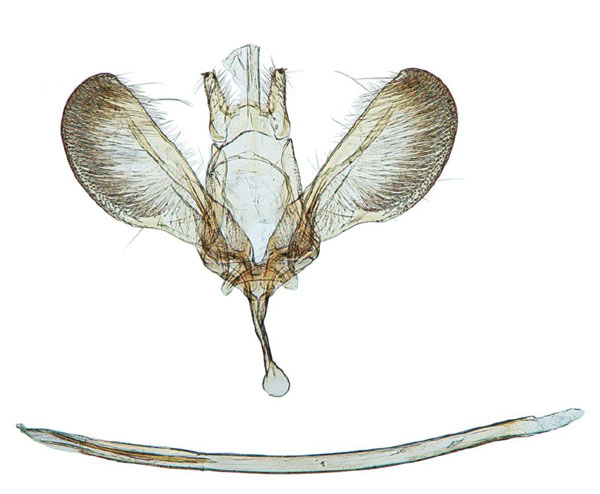 /filer/webapps/moths/media/images/A/africanus_Yponomeuta_GM_Agassiz_1278.jpg