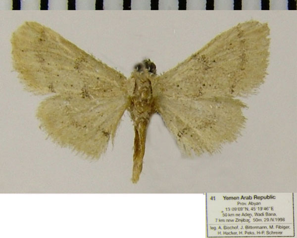 /filer/webapps/moths/media/images/A/africarabica_Idaea_AF_ZSMa.jpg