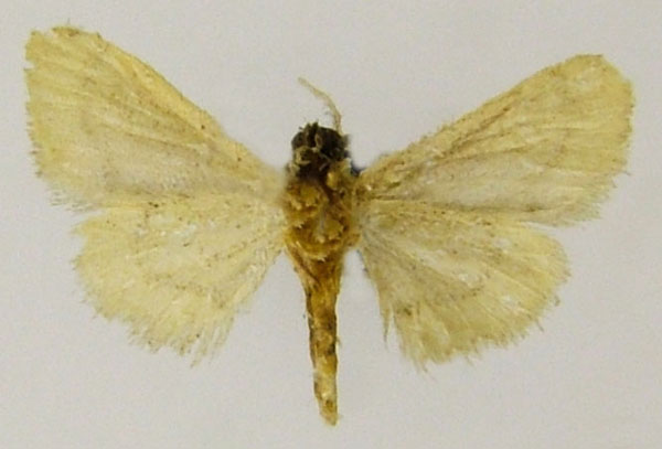 /filer/webapps/moths/media/images/A/africarabica_Idaea_AF_ZSMb.jpg