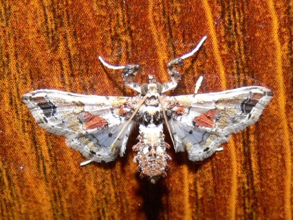 /filer/webapps/moths/media/images/A/africensis_Leucinodes_A_Goff_01.jpg