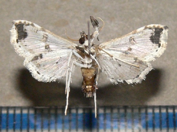 /filer/webapps/moths/media/images/A/africensis_Leucinodes_A_Goffa_02.jpg