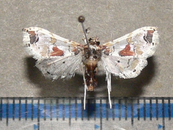 /filer/webapps/moths/media/images/A/africensis_Leucinodes_A_Goffb_02.jpg