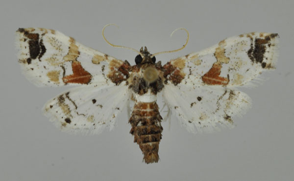 /filer/webapps/moths/media/images/A/africensis_Leucinodes_A_Mally.jpg