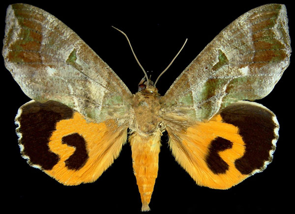 /filer/webapps/moths/media/images/A/afrikana_Eudocima_AF_Brou.jpg