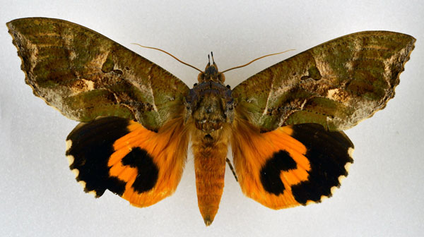 /filer/webapps/moths/media/images/A/afrikana_Eudocima_AF_NHMO.jpg