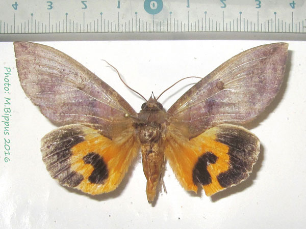 /filer/webapps/moths/media/images/A/afrikana_Eudocima_AM_Bippusa.jpg