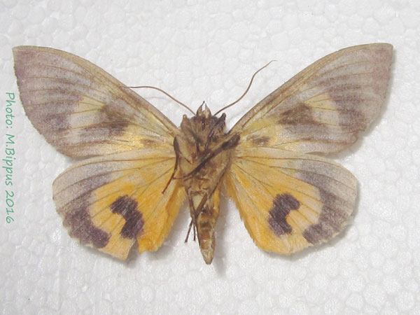 /filer/webapps/moths/media/images/A/afrikana_Eudocima_AM_Bippusb.jpg