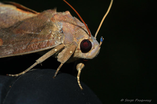 /filer/webapps/moths/media/images/A/afrikana_Eudocima_A_Pasquasy_02.jpg