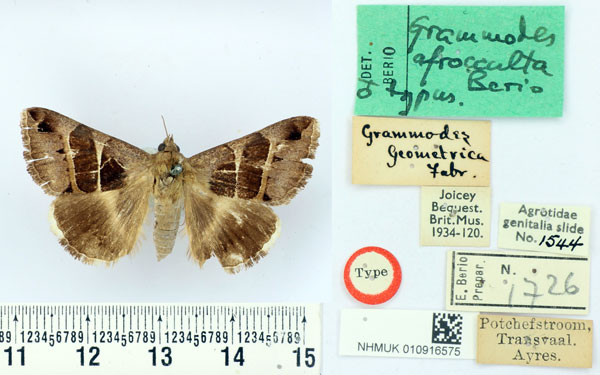 /filer/webapps/moths/media/images/A/afrocculta_Grammodes_HT_BMNH.jpg