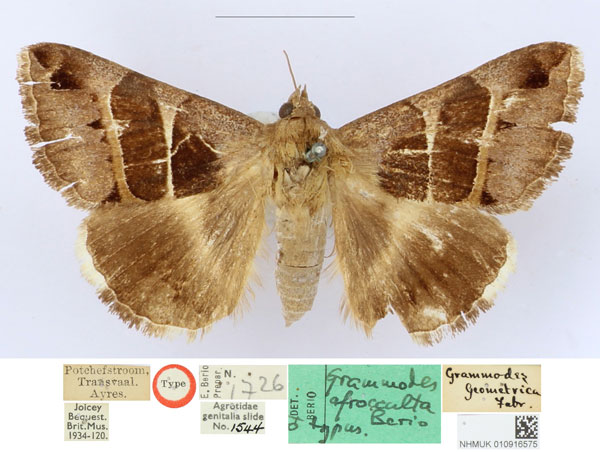 /filer/webapps/moths/media/images/A/afrocculta_Grammodes_HT_BMNH_qY5SO8Q.jpg