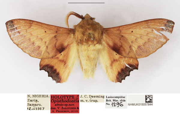 /filer/webapps/moths/media/images/A/afroio_Opisthodontia_HT_NHMUK.jpg