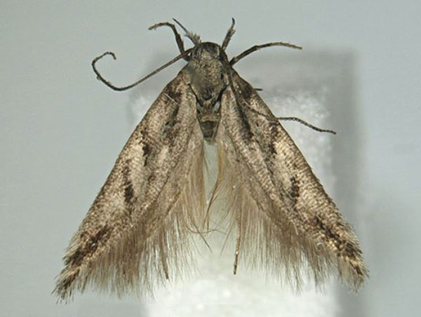 /filer/webapps/moths/media/images/A/afromontana_Scrobipalpa_HT_BMNH.jpg