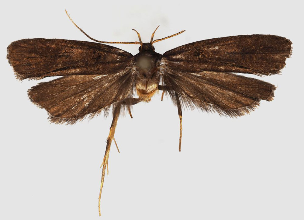 /filer/webapps/moths/media/images/A/afropyralidis_Thubdora_HT_NHMO.jpg