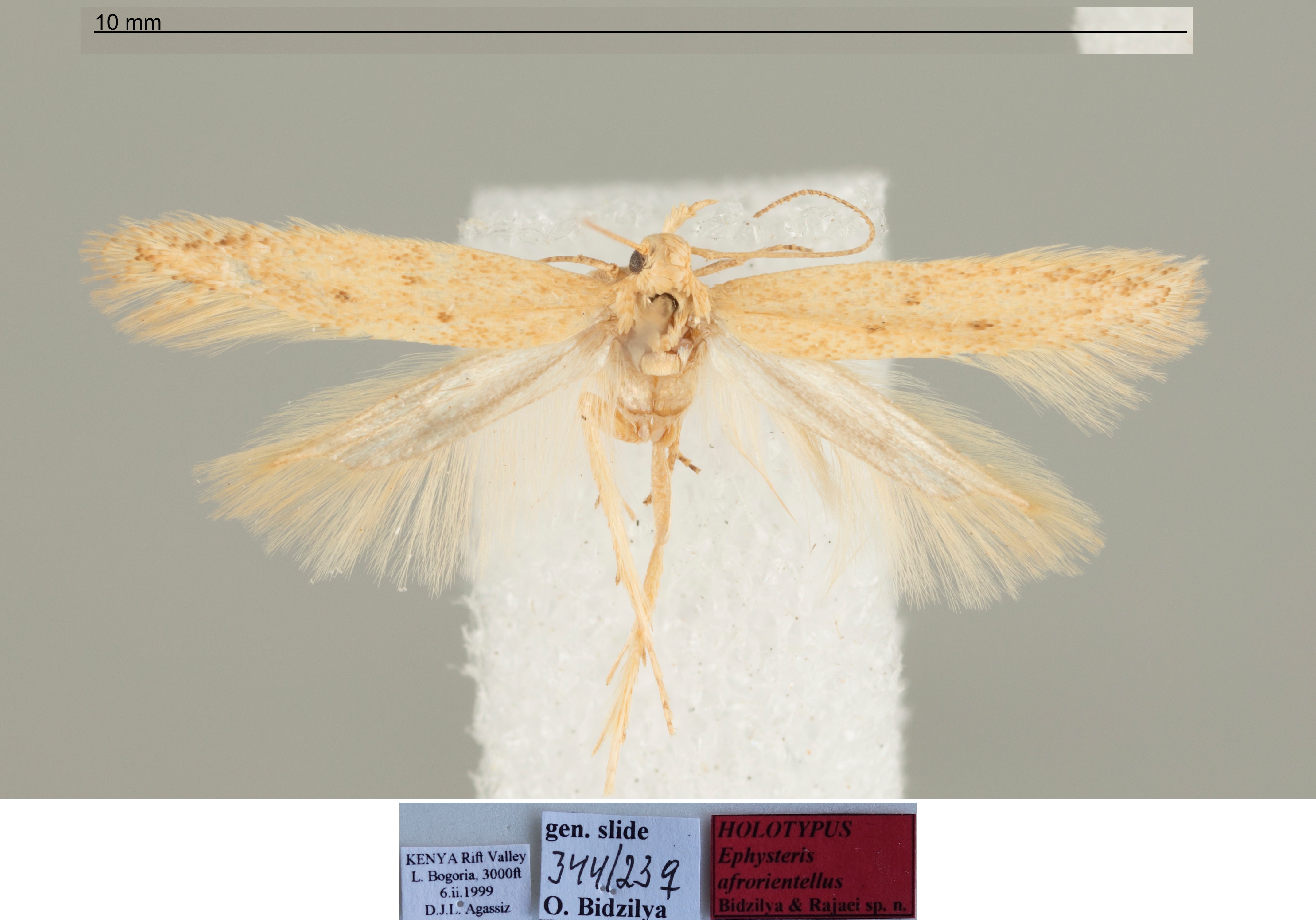 /filer/webapps/moths/media/images/A/afrorientellus_Ephysteris_FHT_D._Agassiz.jpg