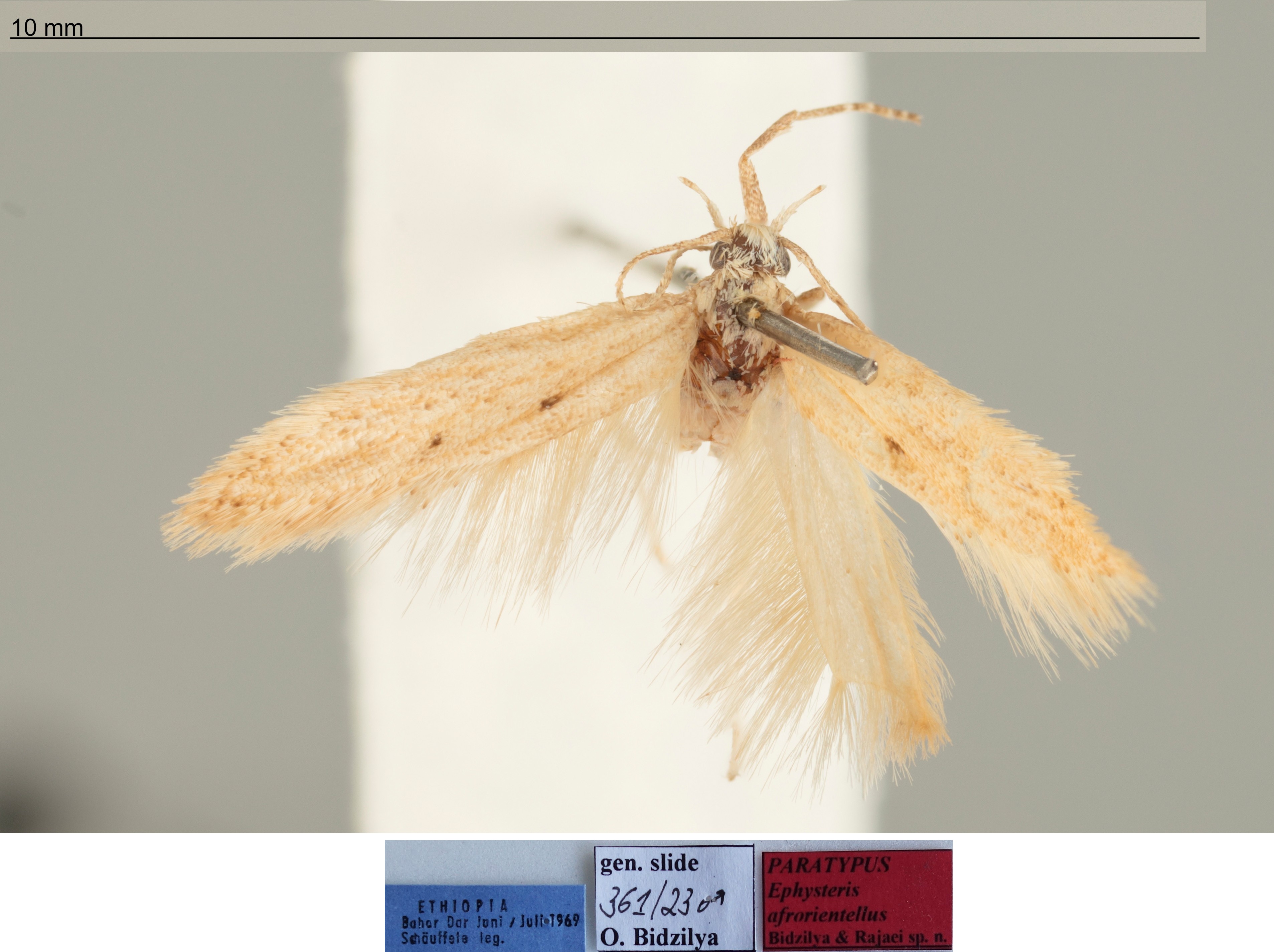 /filer/webapps/moths/media/images/A/afrorientellus_Ephysteris_MPT_SMNS.jpg