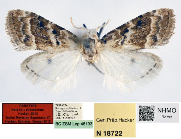 /filer/webapps/moths/media/images/A/afrotaeniata_Nola_PT_NHMO_01.jpg