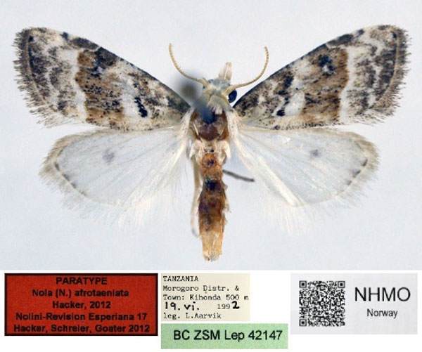 /filer/webapps/moths/media/images/A/afrotaeniata_Nola_PT_NHMO_02.jpg