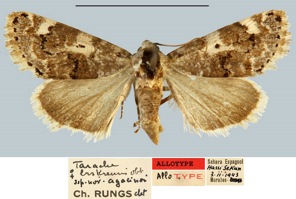 /filer/webapps/moths/media/images/A/agacinoi_Tarache_AT_MNHN.jpg