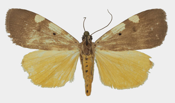 /filer/webapps/moths/media/images/A/aganais_Digama_AM_Basquina.jpg