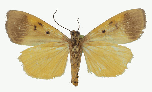 /filer/webapps/moths/media/images/A/aganais_Digama_AM_Basquinb.jpg