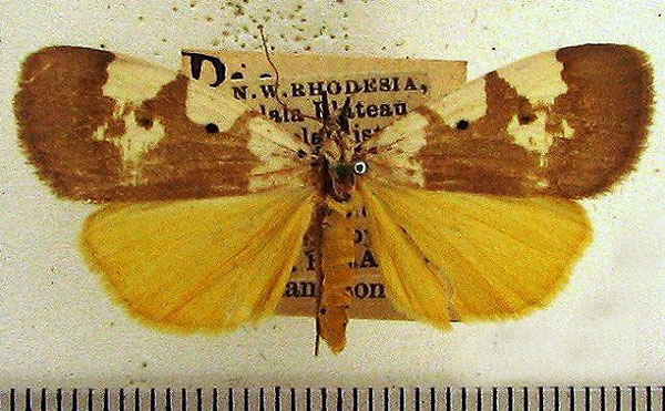 /filer/webapps/moths/media/images/A/aganais_Digama_A_HDOU.jpg