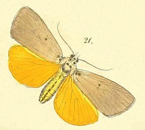 /filer/webapps/moths/media/images/A/aganais_Digama_Felder_106_2.jpg