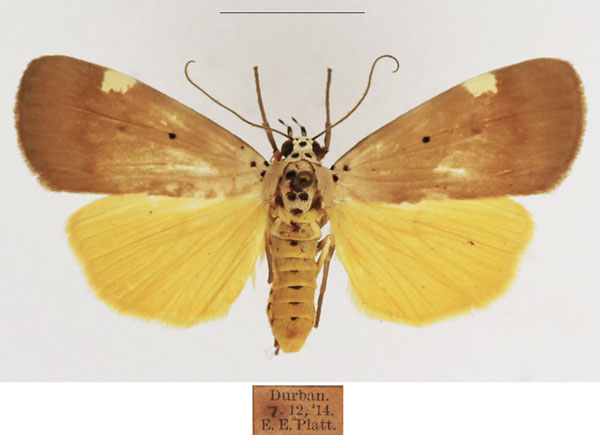 /filer/webapps/moths/media/images/A/aganais_Sommeria_AF_TMSA_01.jpg