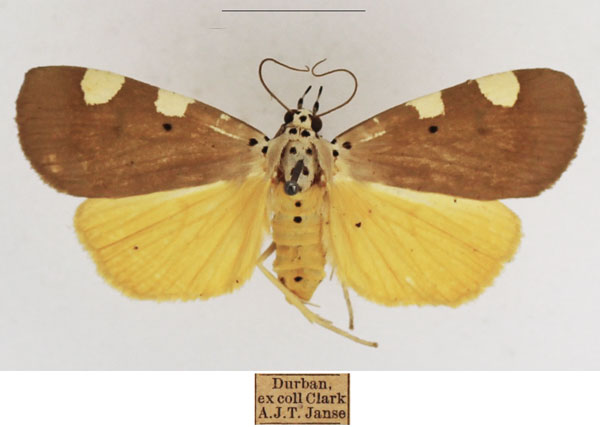 /filer/webapps/moths/media/images/A/aganais_Sommeria_AF_TMSA_02.jpg