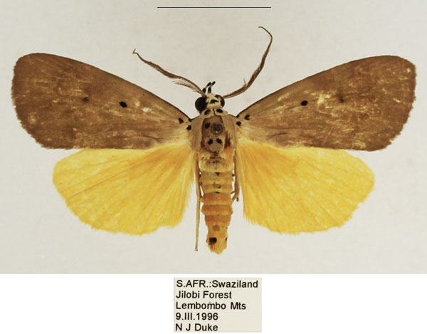 /filer/webapps/moths/media/images/A/aganais_Sommeria_AM_TMSA_01.jpg