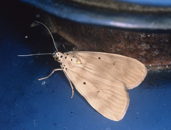 /filer/webapps/moths/media/images/A/aganais_Sommeria_A_Roland_01.jpg
