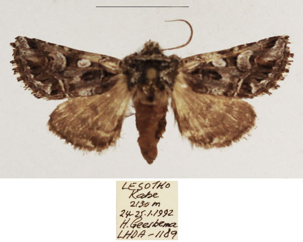 /filer/webapps/moths/media/images/A/aganniphus_Grammoscelis_AF_TMSA.jpg