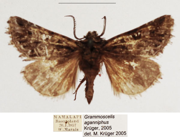 /filer/webapps/moths/media/images/A/aganniphus_Grammoscelis_AM_TMSA.jpg
