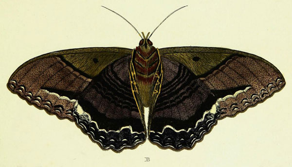 /filer/webapps/moths/media/images/A/agarista_Ascalapha_Cramer2_170_B.jpg