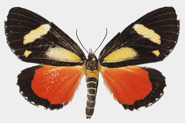 /filer/webapps/moths/media/images/A/agaristoides_Phaegorista_AF_Basquina.jpg