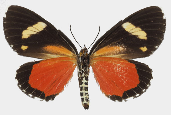 /filer/webapps/moths/media/images/A/agaristoides_Phaegorista_AF_Basquinb.jpg