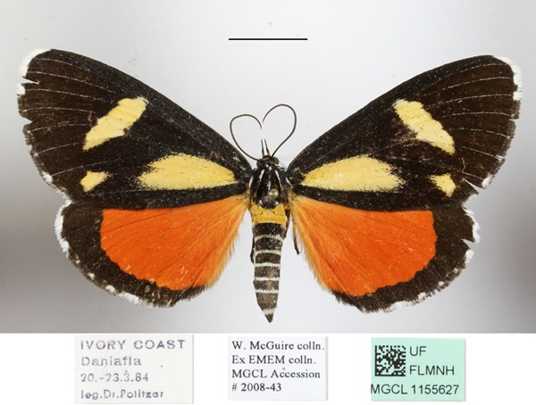 /filer/webapps/moths/media/images/A/agaristoides_Phaegorista_AF_MGCLa_02.JPG