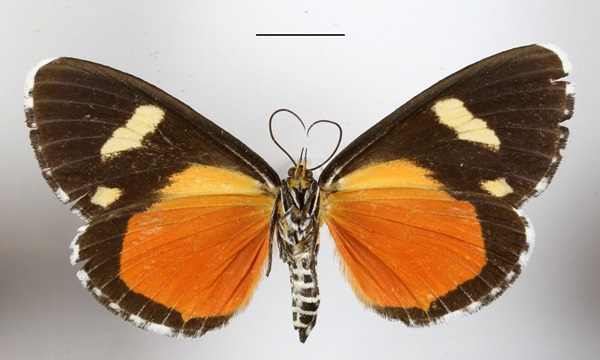 /filer/webapps/moths/media/images/A/agaristoides_Phaegorista_AF_MGCLb_02.JPG