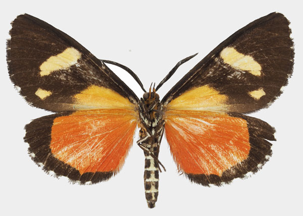 /filer/webapps/moths/media/images/A/agaristoides_Phaegorista_AM_Basquin_01b.jpg