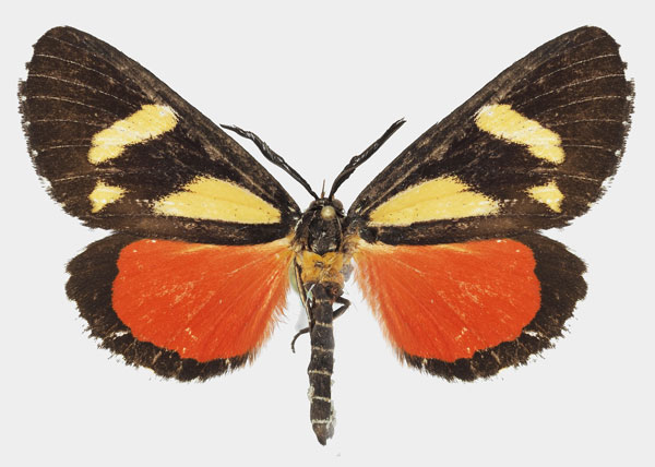 /filer/webapps/moths/media/images/A/agaristoides_Phaegorista_AM_Basquin_02.jpg