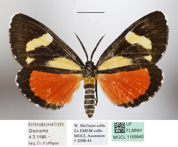 /filer/webapps/moths/media/images/A/agaristoides_Phaegorista_AM_MGCLa_01.JPG